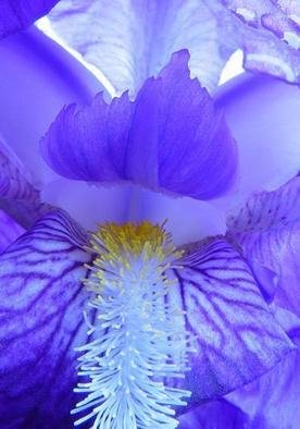 Elio Morandi: 'fiore blu', 2004 Color Photograph, Figurative. sticked on alluminiumsize on request...