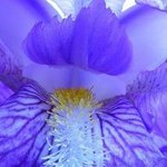 Fiore Blu, Elio Morandi