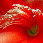 red flower By Elio Morandi