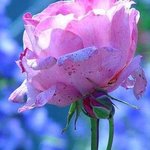 rosa rosa By Elio Morandi
