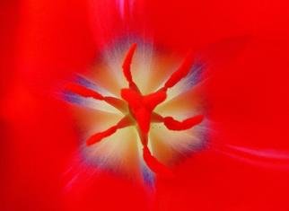 Elio Morandi: 'tulip 2004', 2004 Color Photograph, Figurative. sticked on alluminiumsize on request...