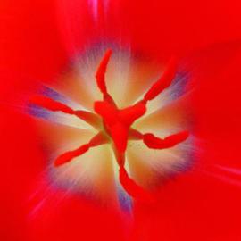 tulip 2004 By Elio Morandi