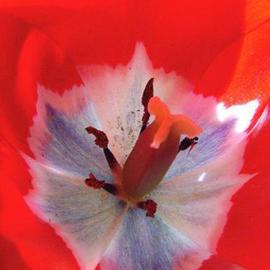 tulipano By Elio Morandi