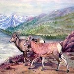 Wild Sheep Of The Rocky Mountains, Ellen E Hinson