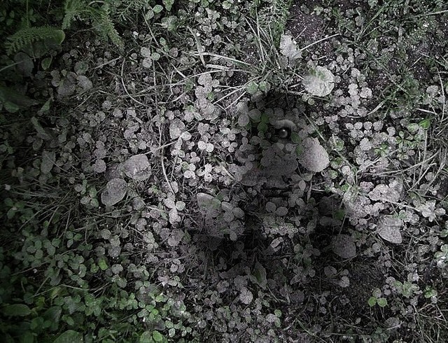 Emilio Merlina  'In My Garden 011', created in 2011, Original Optic.