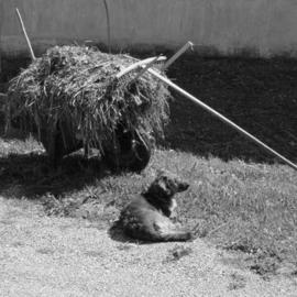 Emilio Merlina: 'lazy day', 2004 Black and White Photograph, Inspirational. 