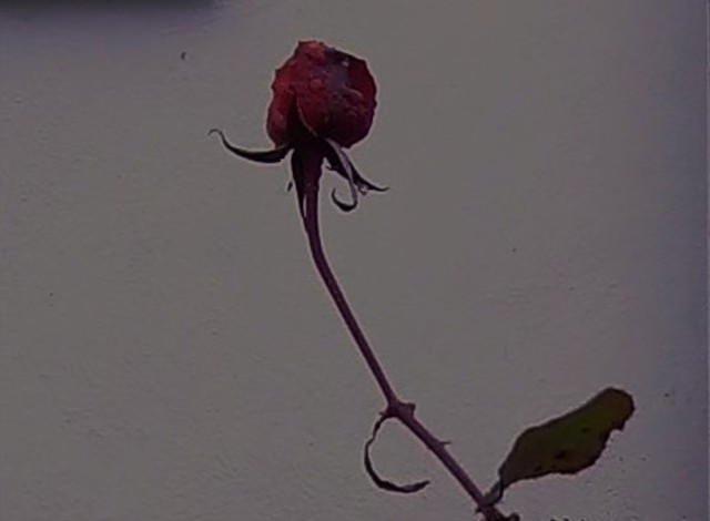 Emilio Merlina  'Winter Rose', created in 2007, Original Optic.