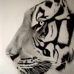 Tiger Close Up, Eric Stavros