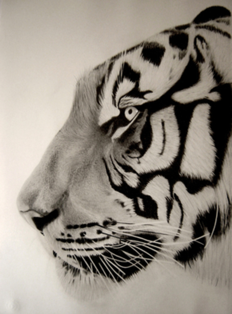 Eric Stavros  'Tiger Close Up', created in 2011, Original Drawing Pencil.