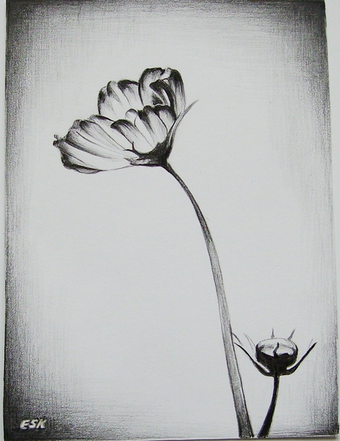 Artist Ralitsa Veleva. 'Flower' Artwork Image, Created in 2012, Original Drawing Pencil. #art #artist