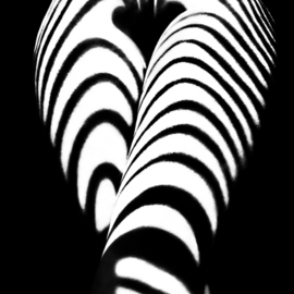 zebra ass By Mikhail Faletkin