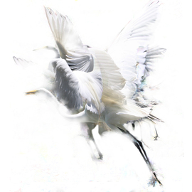 Evelyn Espinoza: 'crane', 2015 Digital Photograph, Animals. Artist Description: The moments of motion, the memory of the fluttering, flapping and flying of a crane. A layered montage of photographs. Ethereal and light.  ...