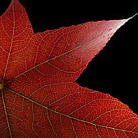 Eric Wiles: 'Fall Colours', 2010 Color Photograph, Still Life. Artist Description:  The Fall Colours of tree leaves ...