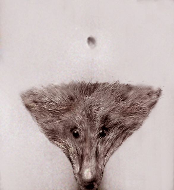 Artist Itzhak Ben Arieh. 'THE FOX' Artwork Image, Created in 2010, Original Digital Art. #art #artist