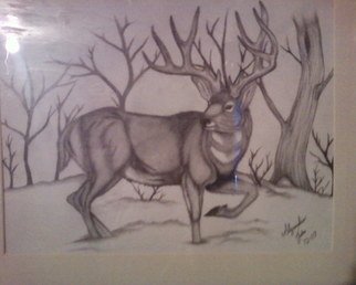 Alejandro Jake: 'Mule Deer ', 2009 Pencil Drawing, Animals.  A drawing I Did of an Mule Deer ...