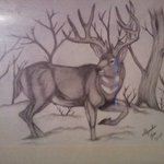 Mule Deer  By Alejandro Jake