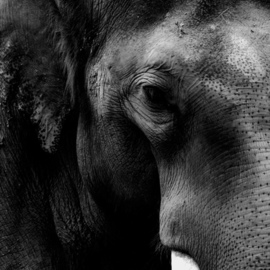 Glen Sweeney: 'intense', 2018 Black and White Photograph, Animals. Artist Description: The slow quiet intensity of an elephant is spellbinding. Elephant. ...