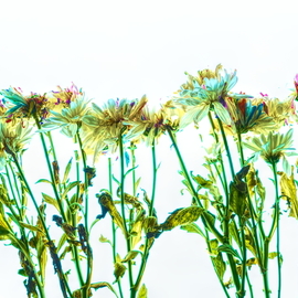 Db Jr: 'daisie fields', 2018 Digital Photograph, Botanical. Artist Description: DAISIES, DAISY, FLOWERS, FIELDS, FLOWERS, SPRING...