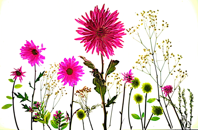Artist Db Jr. 'Fields Of Flowers' Artwork Image, Created in 2018, Original Digital Painting. #art #artist