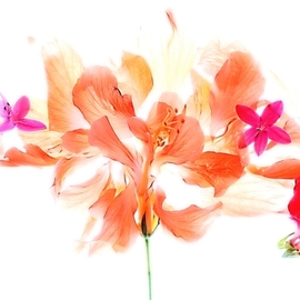 Db Jr: 'in the wind', 2018 Digital Photograph, Botanical. Artist Description: FLOWERS, PETAL, BREEZE, ...