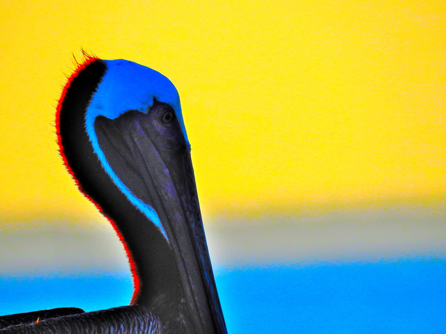 Artist Db Jr. 'Pelican HUNTING' Artwork Image, Created in 2015, Original Digital Painting. #art #artist
