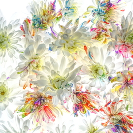 Db Jr: 'spring color', 2018 Digital Photograph, Botanical. Artist Description: FLOWERS, FIELDS, SPRING, PETALS, DAISY, DAISIES,  WHITE, RED, YELLOW, ...