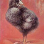 Baby Chick Eleanor By Hans Droog