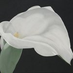 Arum Lily Painting White Flower on Gray Background Floral Botanical Wall Art By Cathy Savels