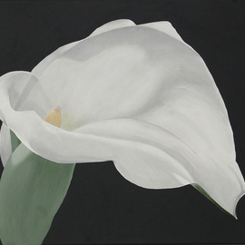 Cathy Savels: 'Arum Lily Painting White Flower on Gray Background Floral Botanical Wall Art', 2016 Acrylic Painting, Botanical. Artist Description:  A really sculptural flower, I could not resist painting this arum lily. In soft gray, white and green, this is a painting that will fit any interior decor.TITLE Arum LilySIZE 55 x 46cms 22 x 18Acrylic on CanvasThe sides of the canvas are painted ...
