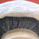 mushroom By Cathy Savels