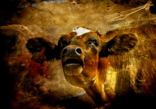 Herman Van Bon: 'photographic of mooh', 2018 Digital Art, Animals. A combination of photography with added textures, digital in- drawings and in- painting...