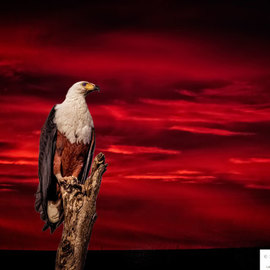 Herman Van Bon: 'the early bird', 2018 Digital Photograph, Birds. Artist Description: Fish Eagle pictured at sunriseLocation Sanddrif Farm, Napier, Western Cape, South AfricaPrint on canvas limited edition of 25, numbered...