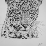 leopard By Hiten Mistry