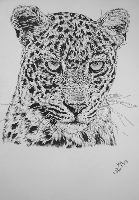 Hiten Mistry  'Leopard', created in 2014, Original Drawing Other.