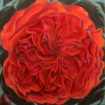 Quartered rose By H. N. Chrysanthemum