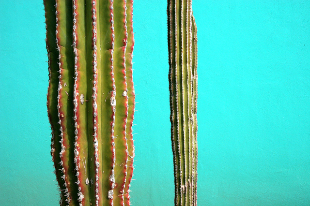 Artist Harvey Horowitz. 'Cabo Cactus Duo' Artwork Image, Created in 2006, Original Photography Color. #art #artist