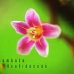 Carambola Oxalidaceae By Denny Isharmoko