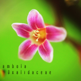 Carambola Oxalidaceae, Denny Isharmoko