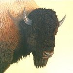 Big Buffalo By Jacquie Vaux