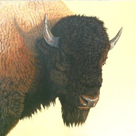 Jacquie Vaux: 'Big Buffalo', 2008 Acrylic Painting, Animals. Artist Description:  A Big Buffalo Face to face ...