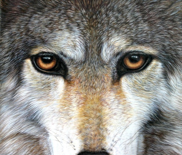 Jacquie Vaux  'Eyes Of A Wolf', created in 2008, Original Painting Acrylic.