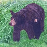 Hangin On Mom  Black Bears, Jacquie Vaux