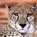 Portrait of a Cheetah By Jacquie Vaux