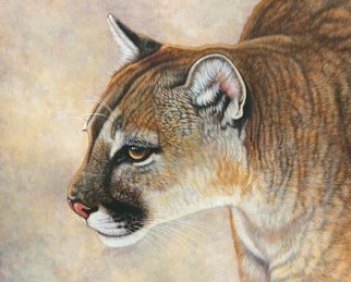 Jacquie Vaux: 'Stalking Cougar', 2008 Watercolor, Animals. 