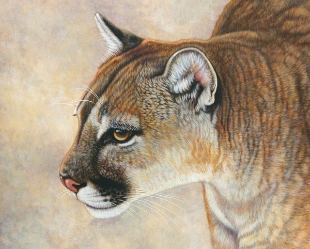 Artist Jacquie Vaux. 'Stalking Cougar' Artwork Image, Created in 2008, Original Painting Acrylic. #art #artist
