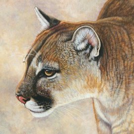 Stalking Cougar By Jacquie Vaux