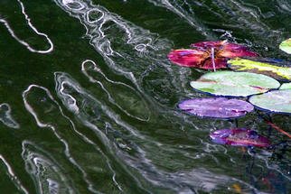 James Parker: 'Lake Lillies and Ripples', 2003 Color Photograph, nature. A very pleasing photograph of sunlight ripple reflections and some brightly colored lake lillies. Taken recently at Lake Hope in southeastern Ohio. ...
