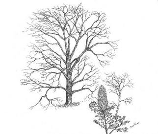 James Parker: 'Leafless Oak', 2003 Pen Drawing, Botanical. 