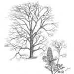 Leafless Oak By James Parker