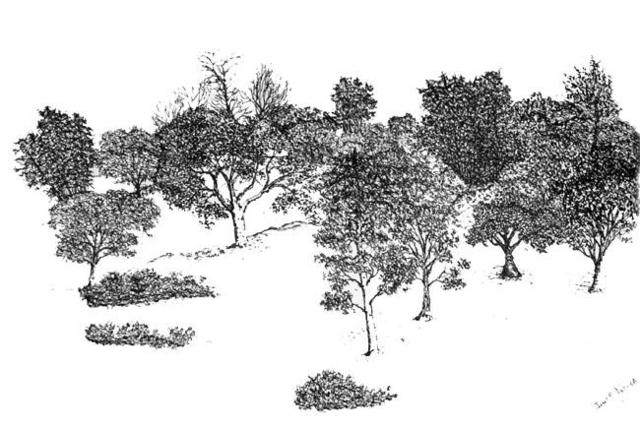 Artist James Parker. 'Multi Trees' Artwork Image, Created in 2002, Original Drawing Pen. #art #artist